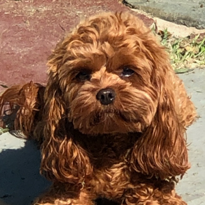 Ketti Schoenfeld Schoenfeld